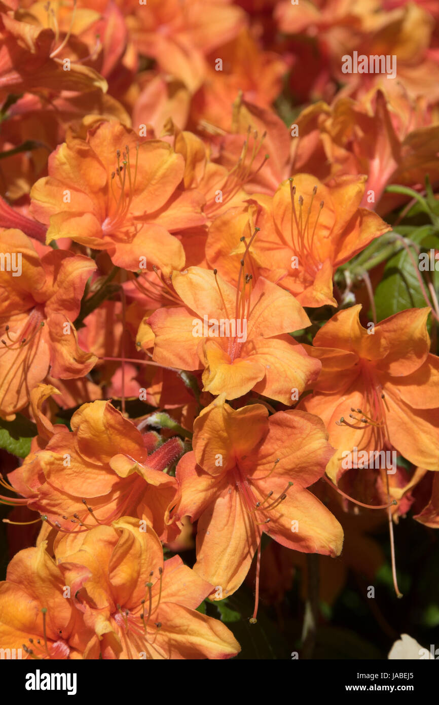 Azalea 'Mary Poppins' Banque D'Images