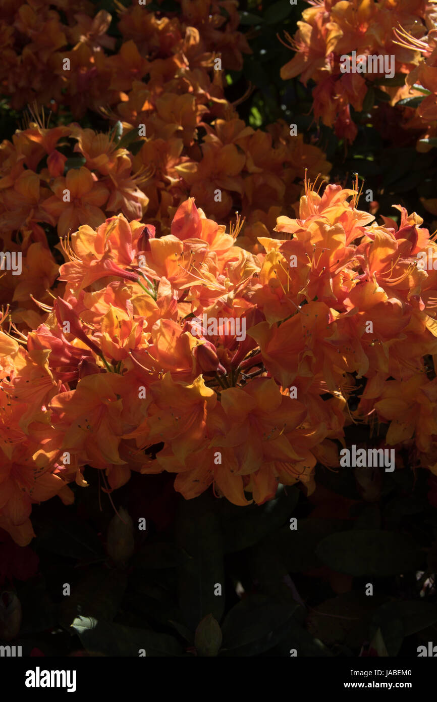 Azalea 'Mary Poppins' Banque D'Images