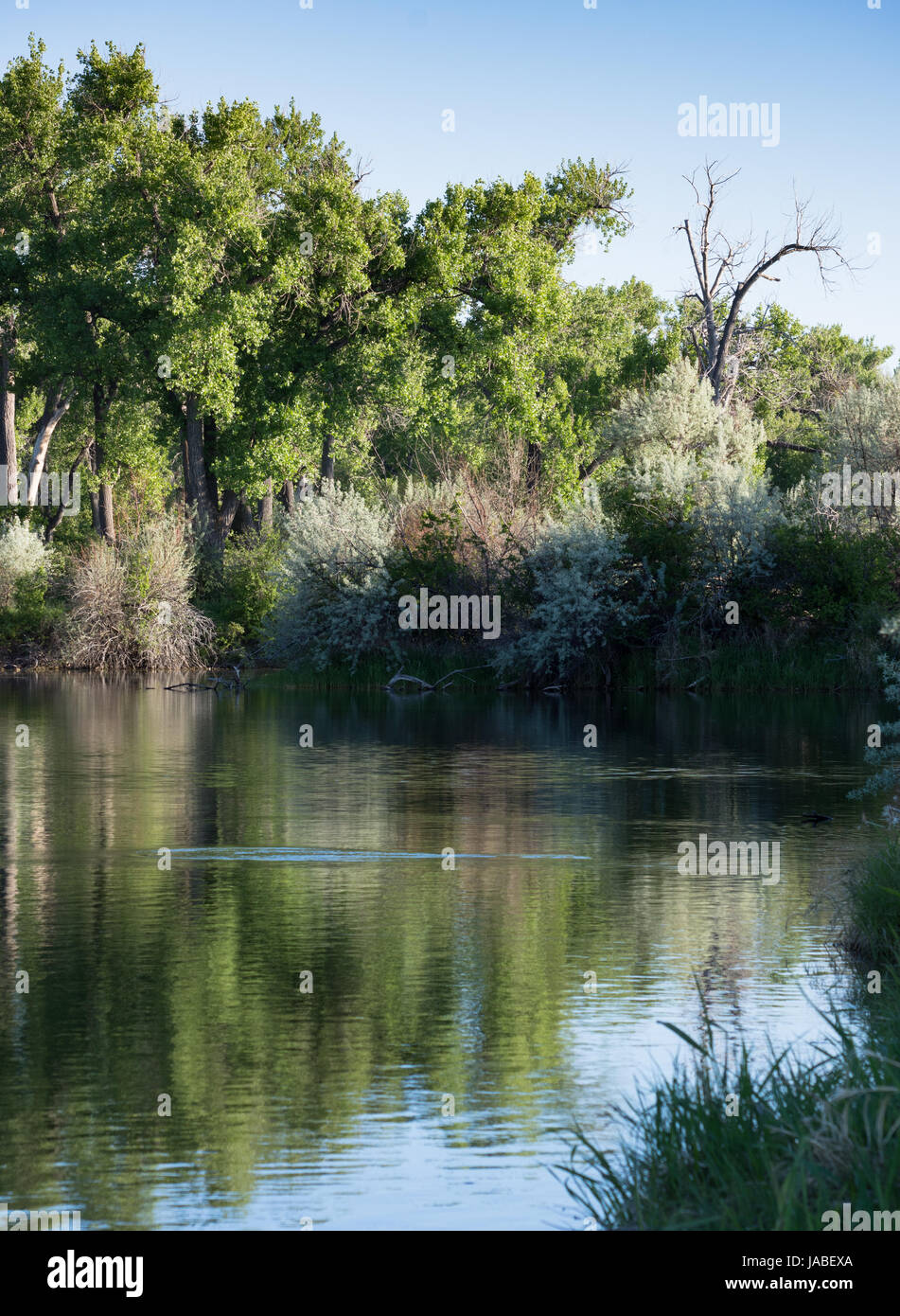 Trou de pêche avec une ondulation dans l'eau d'un poisson sautant photographié au coucher du soleil. Les arbres feuillus sont en arrière-plan. Banque D'Images