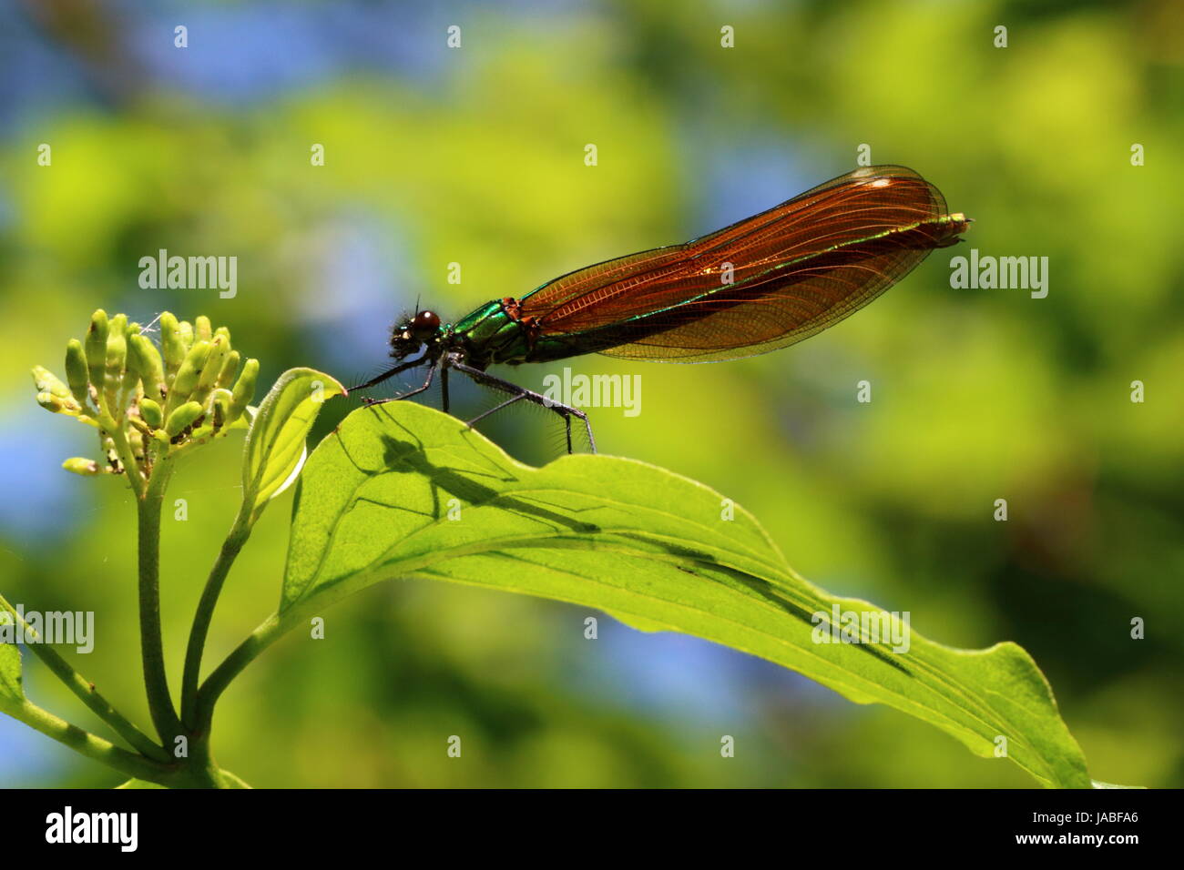Belle demoiselle femelle Banque de photographies et d’images à haute
