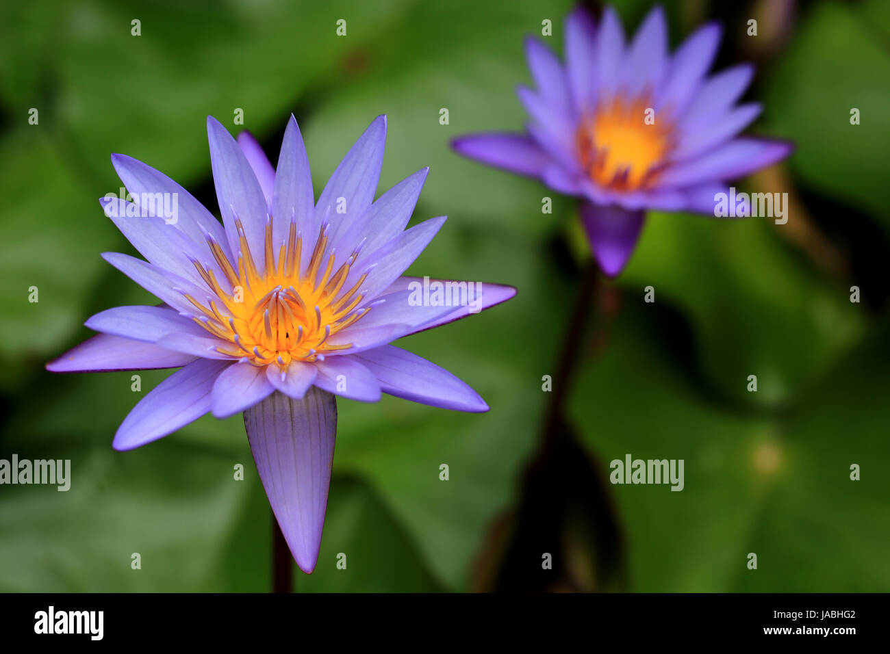 Nénuphar violet fleurs Banque D'Images