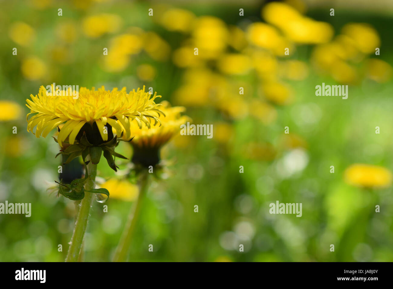 Yellow Pissenlit (Taraxacum officinale) fleurs sur champ. L'accent sur le premier plan. Banque D'Images