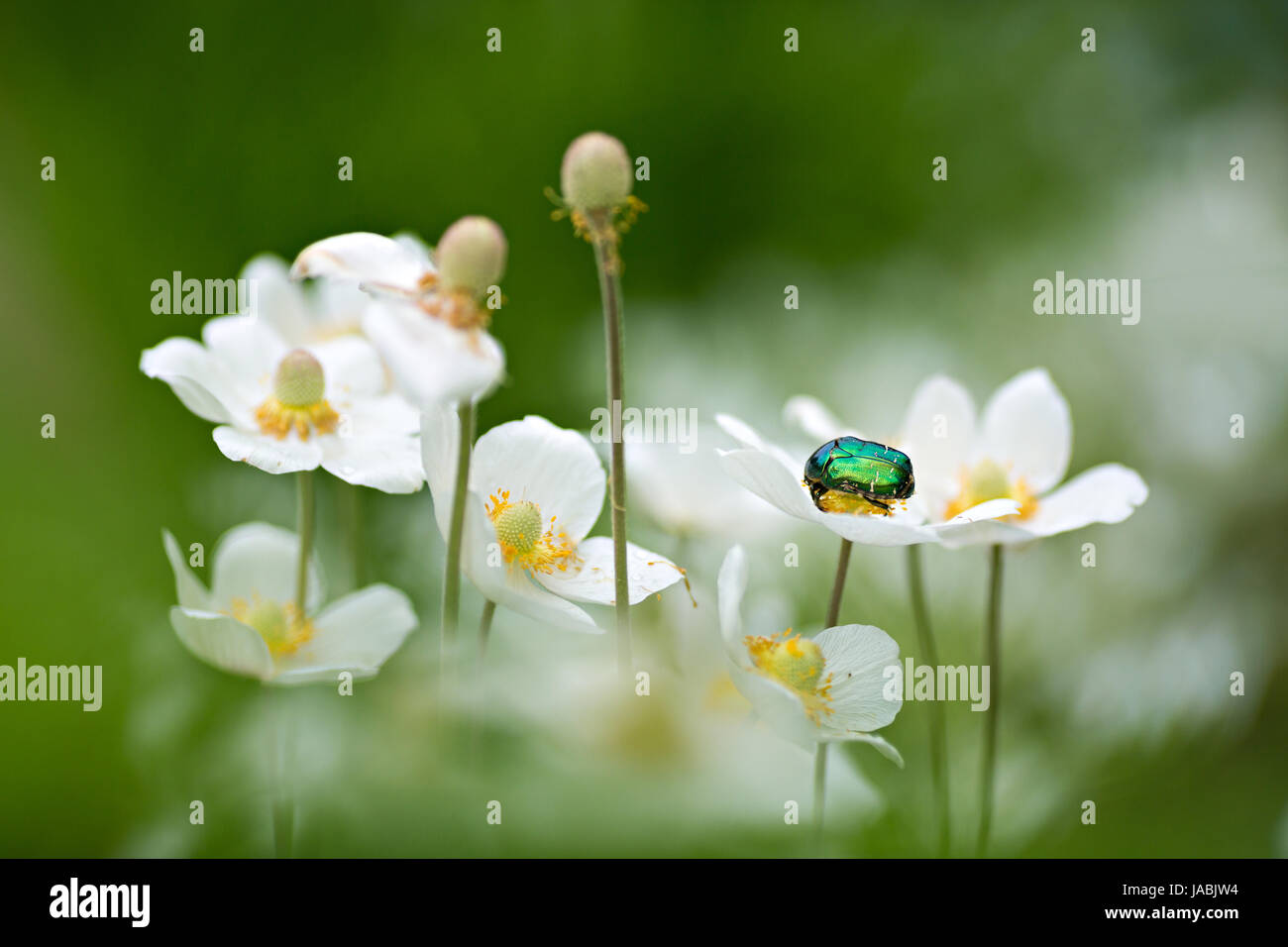 Petit coléoptère vert sur la fleur blanche Banque D'Images