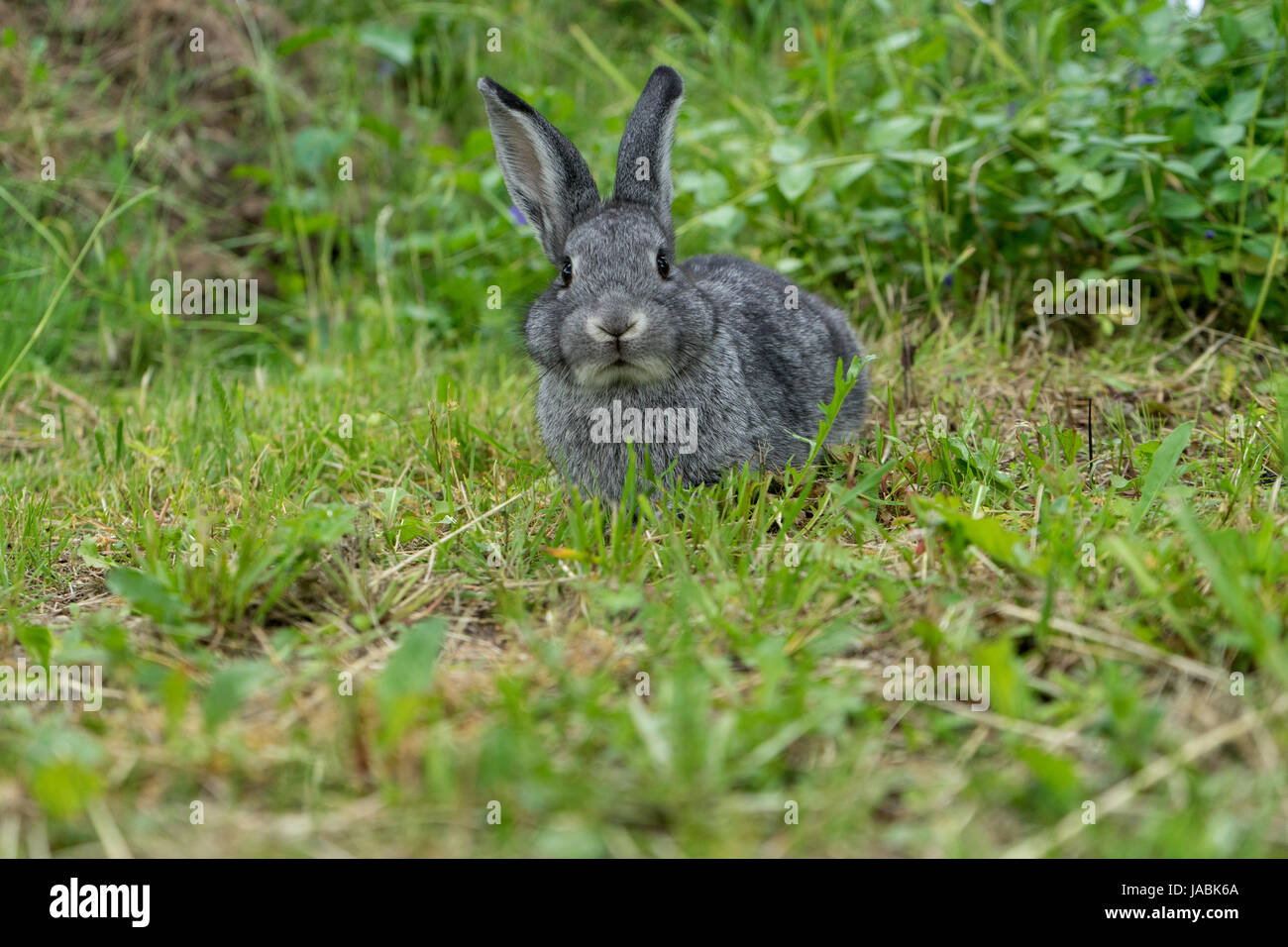 Lapin Gris sur le pré Banque D'Images