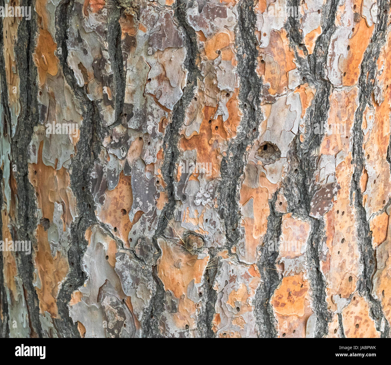 Texture de l’arbre Banque D'Images