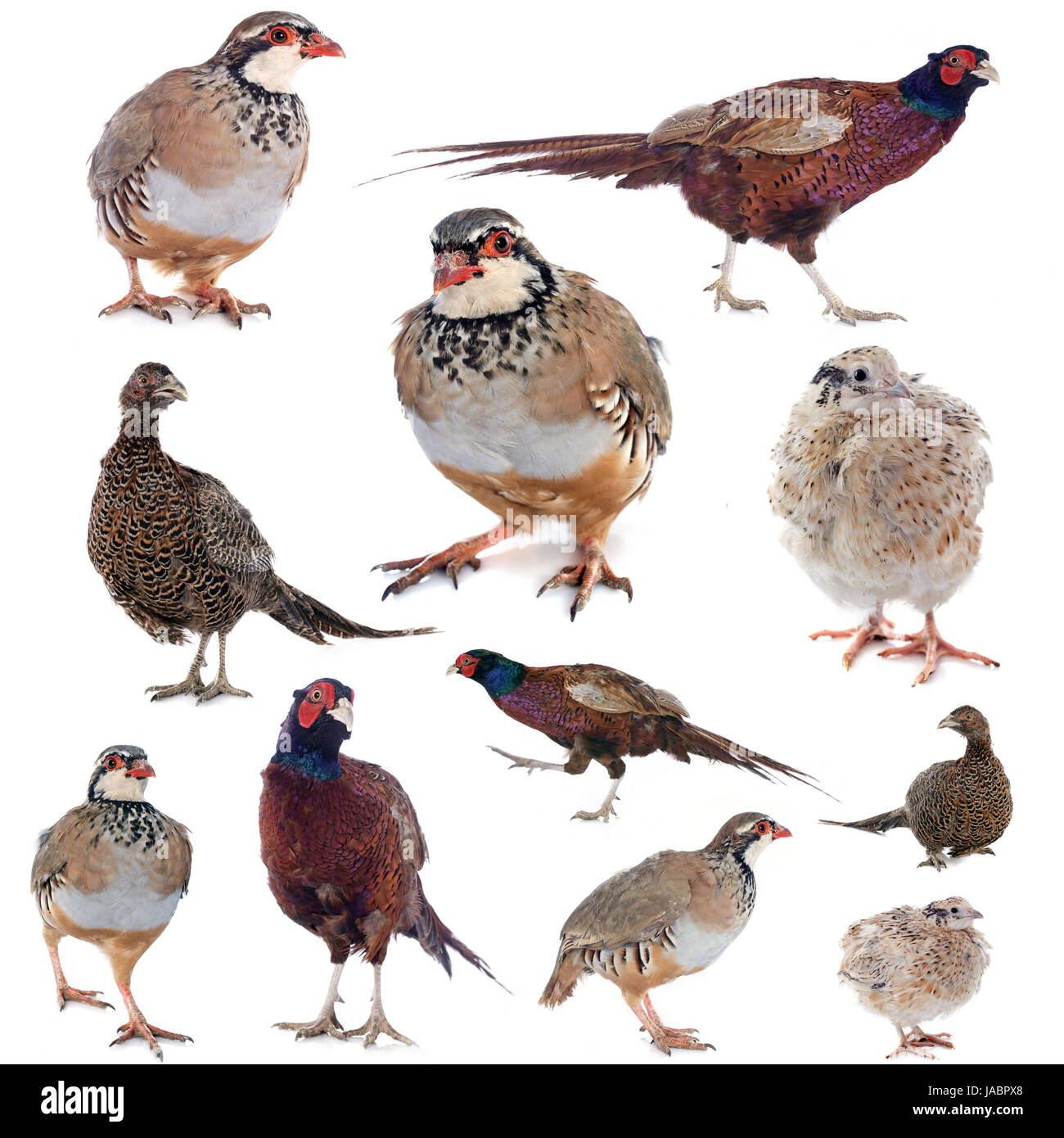 Gibier in front of white background Banque D'Images