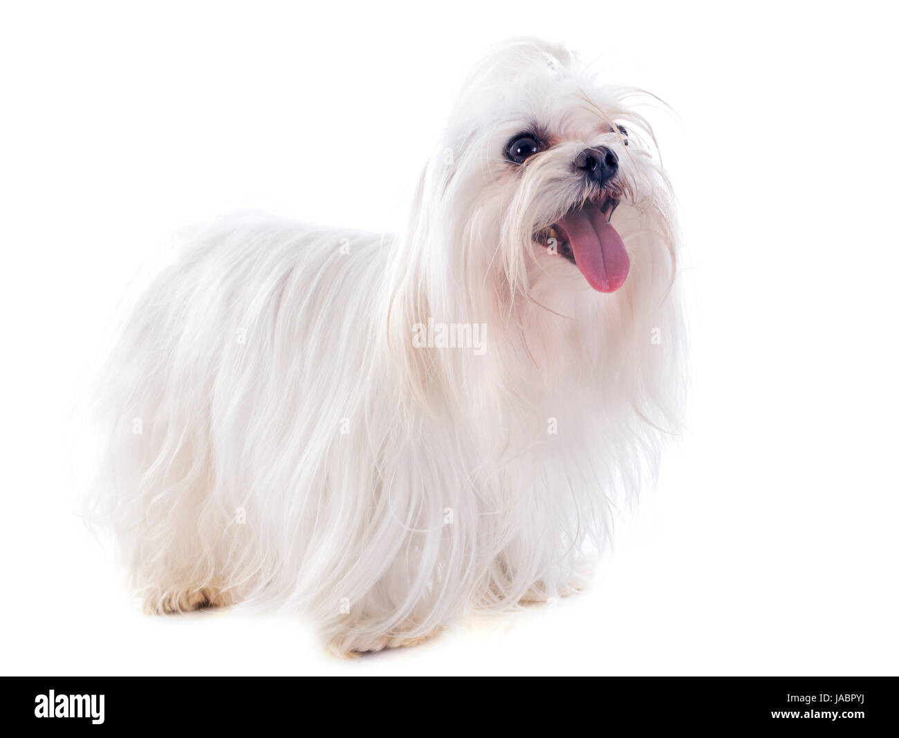 Maltese dog in front of white background Banque D'Images