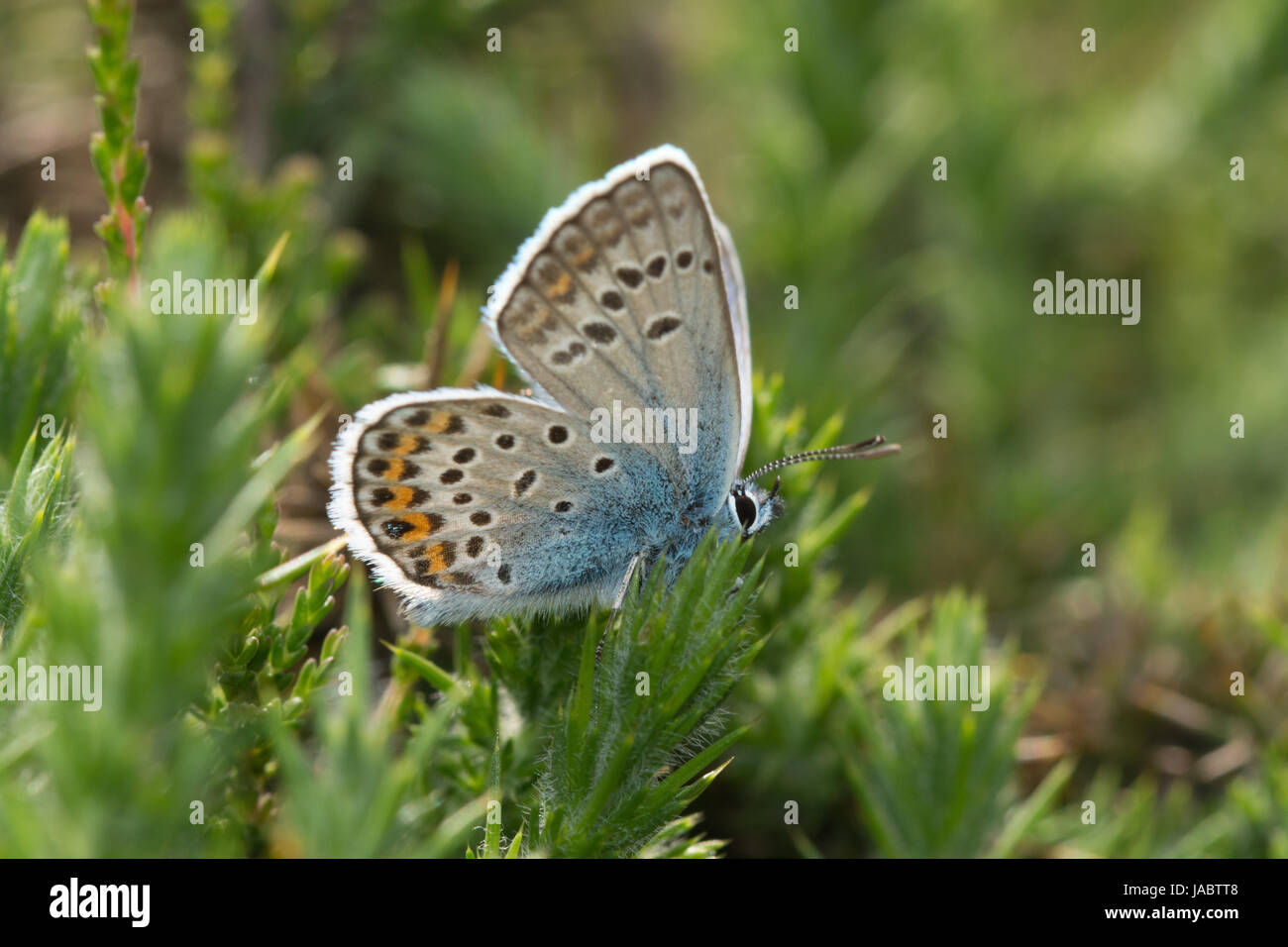 Gros plan de papillon bleu à clous argentés (Plebejus argus), Royaume-Uni Banque D'Images