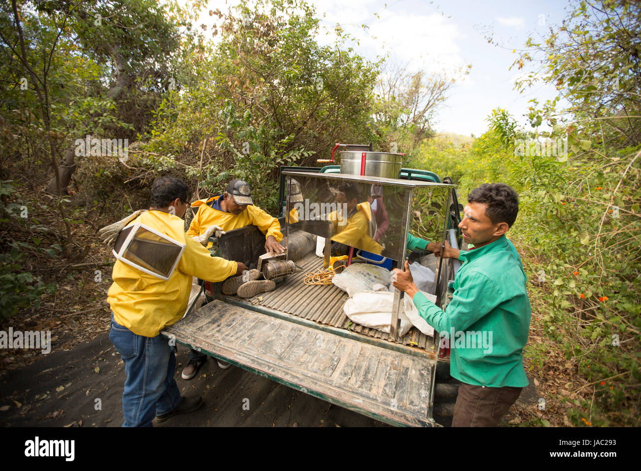 Les agriculteurs préparent le miel à récolter et extraire le miel des ruches dans leur ministère Léon, au Nicaragua. Banque D'Images