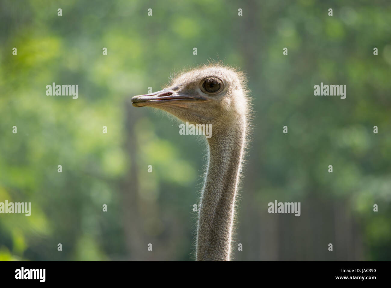 Au zoo d'Autruche marche autour et regarder les gens, Vogel Strauß Banque D'Images