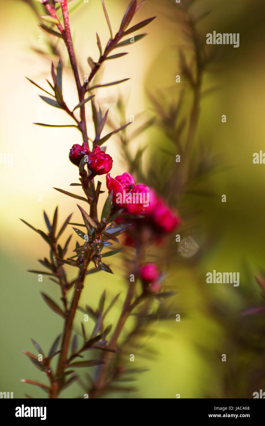 Fuchsia fleur Leptospermum scoparium Banque D'Images