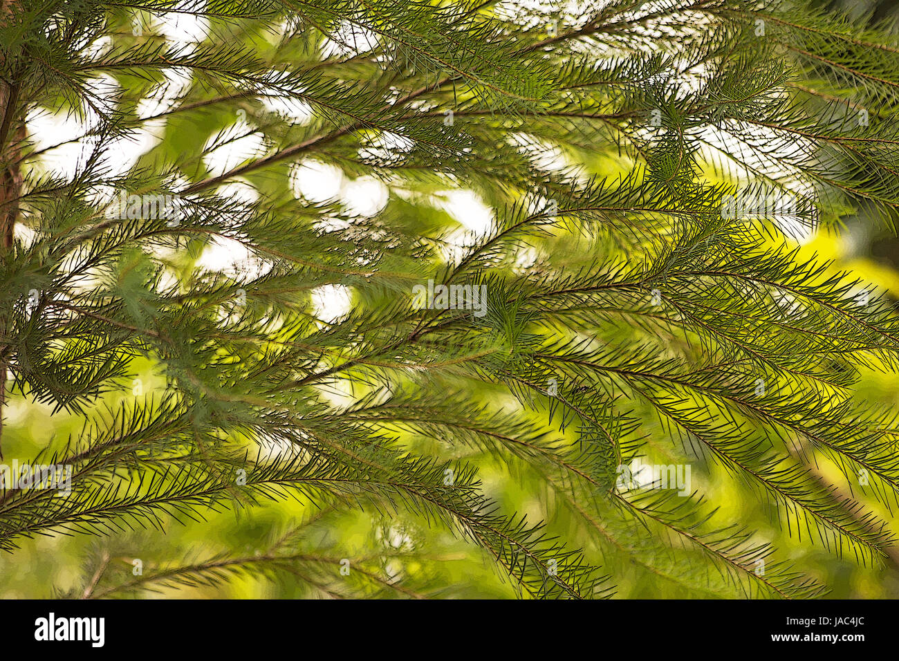 Melaleuca alternifolia arbre Banque D'Images