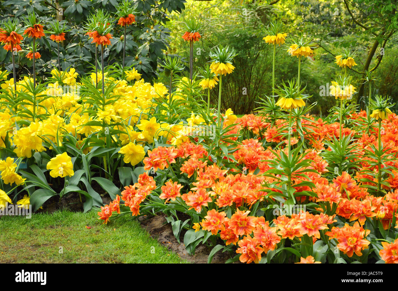 Jaune et orange couronne impériale fritillaries dans le Keukenhof park en Hollande Banque D'Images