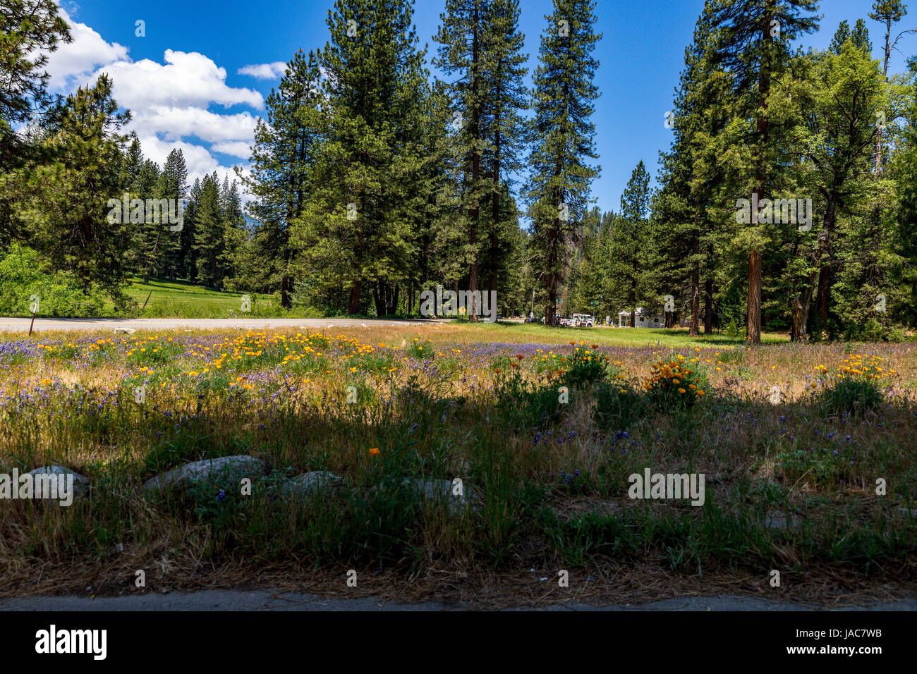 Au Parc National de Yosemite Wawona en Californie avec des fleurs sauvages et des parcours de golf Wawona, au loin. Banque D'Images