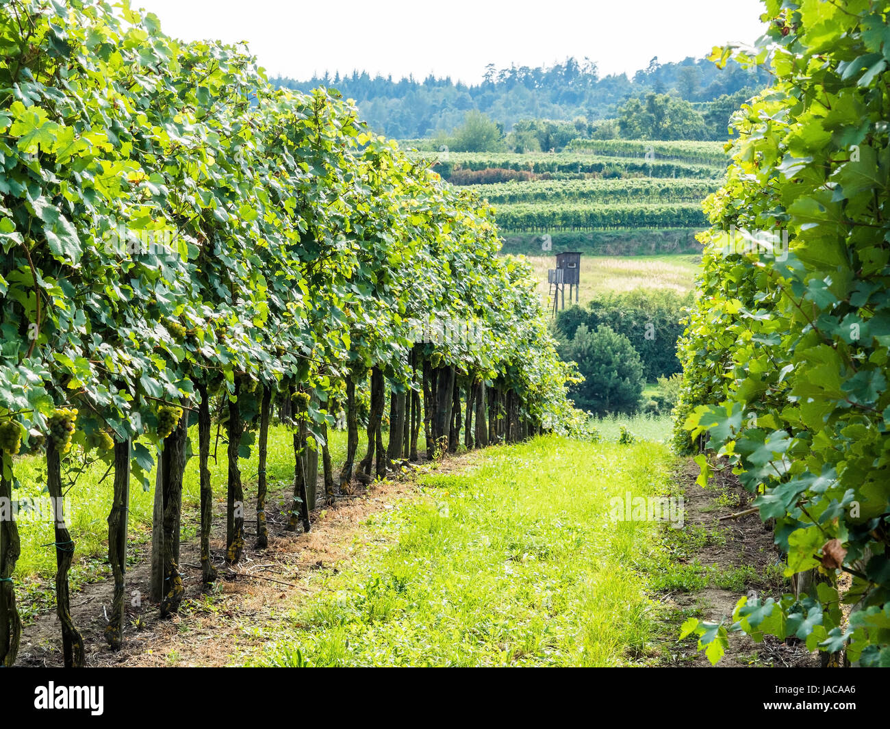 Le vignoble d'un vigneron en Basse-Autriche, der im Weingarten dans Winzers Niederösterreich Banque D'Images