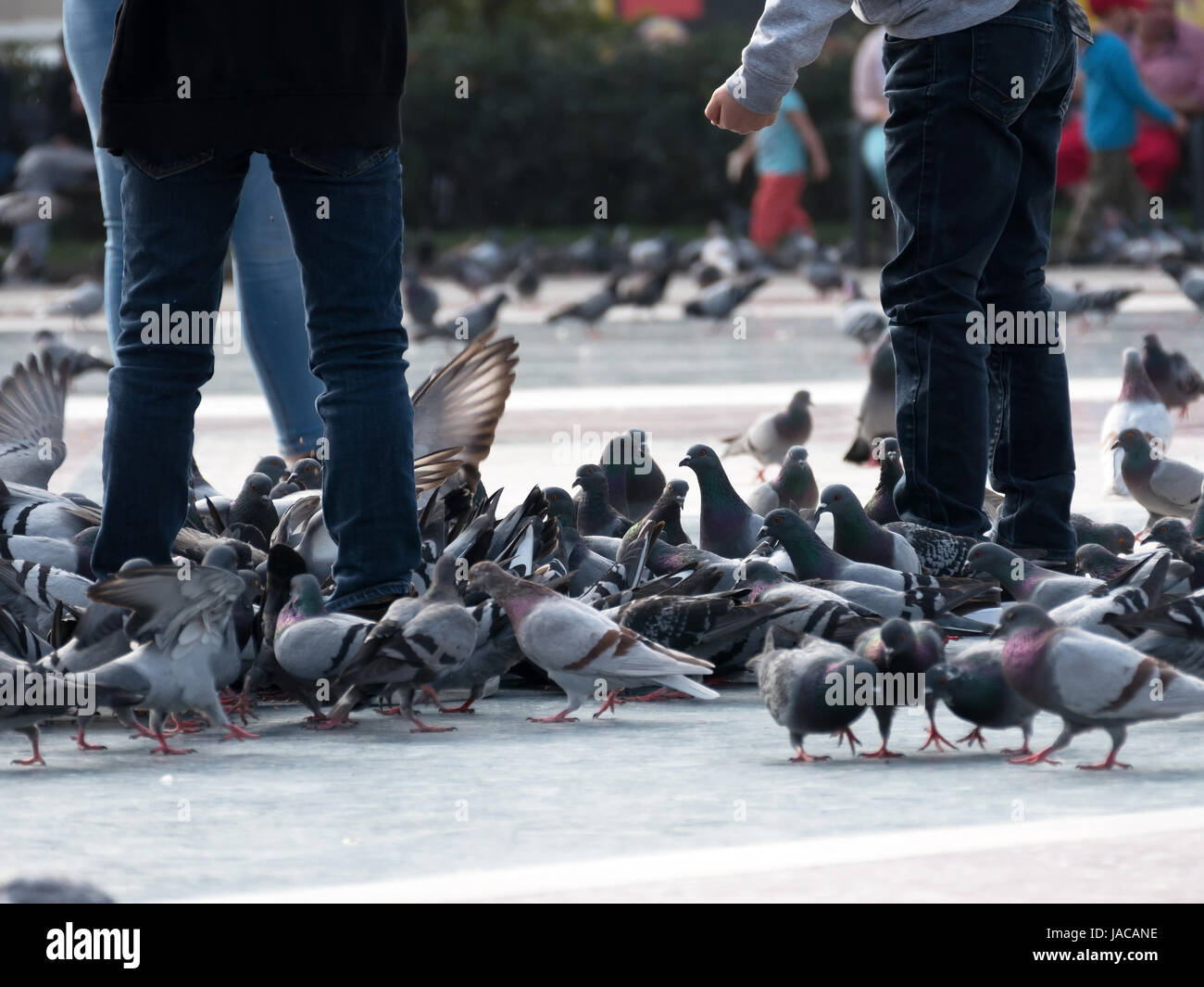 Un homme se nourrit les pigeons dans une ville, Ein Mann füttert in einer Stadt Tauben Banque D'Images