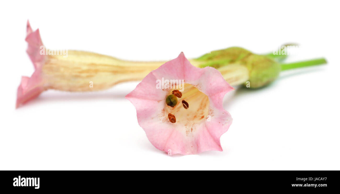 Fleurs de tabac sur fond blanc Banque D'Images