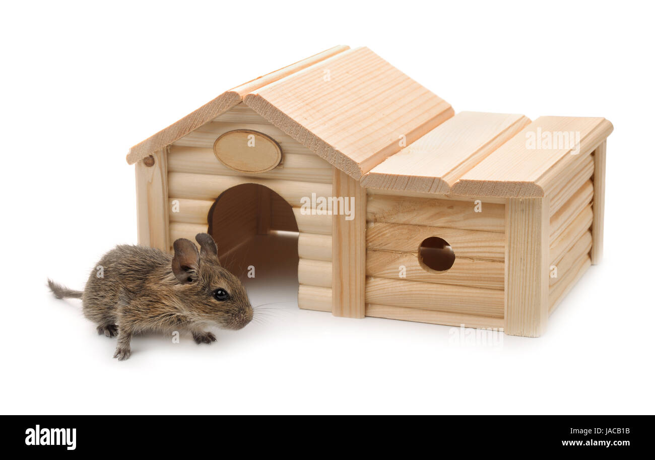 Degu à côté des petits animaux en bois house isolated on white Banque D'Images