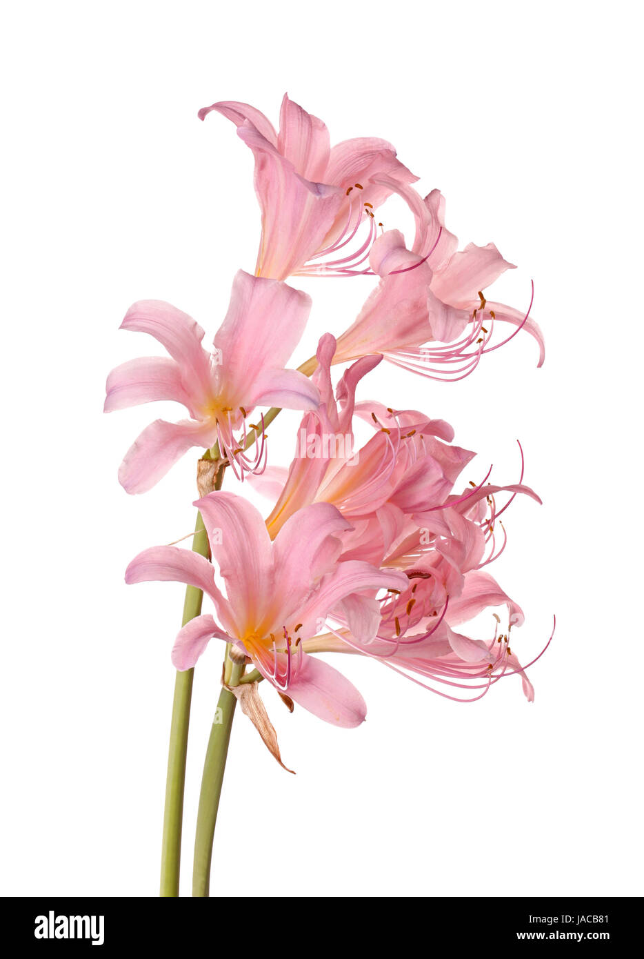 Deux tiges de fleur rose Lycoris squamigera, aussi appelée fleur de résurrection, de surprise ou de lily lily magique, isolé sur un fond blanc. Banque D'Images