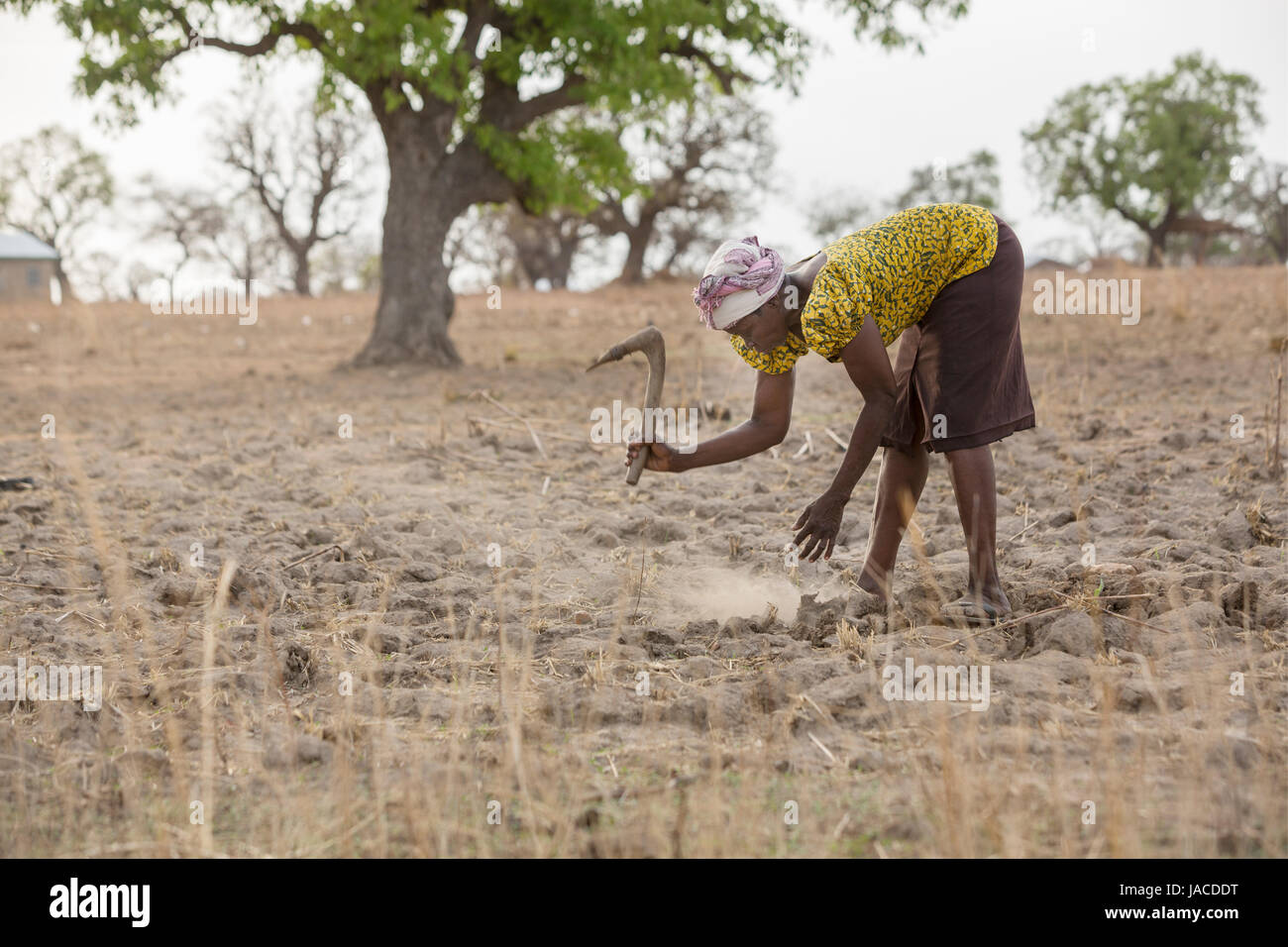 Un agriculteur tente de cultiver dans un champ de maïs à la sécheresse dans le nord du Ghana, Afrique de l'Ouest. Banque D'Images