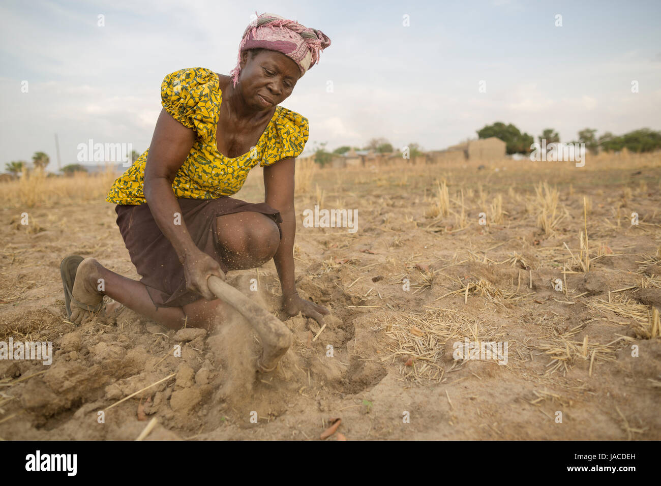 Un agriculteur tente de cultiver dans un champ de maïs à la sécheresse dans le nord du Ghana, Afrique de l'Ouest. Banque D'Images