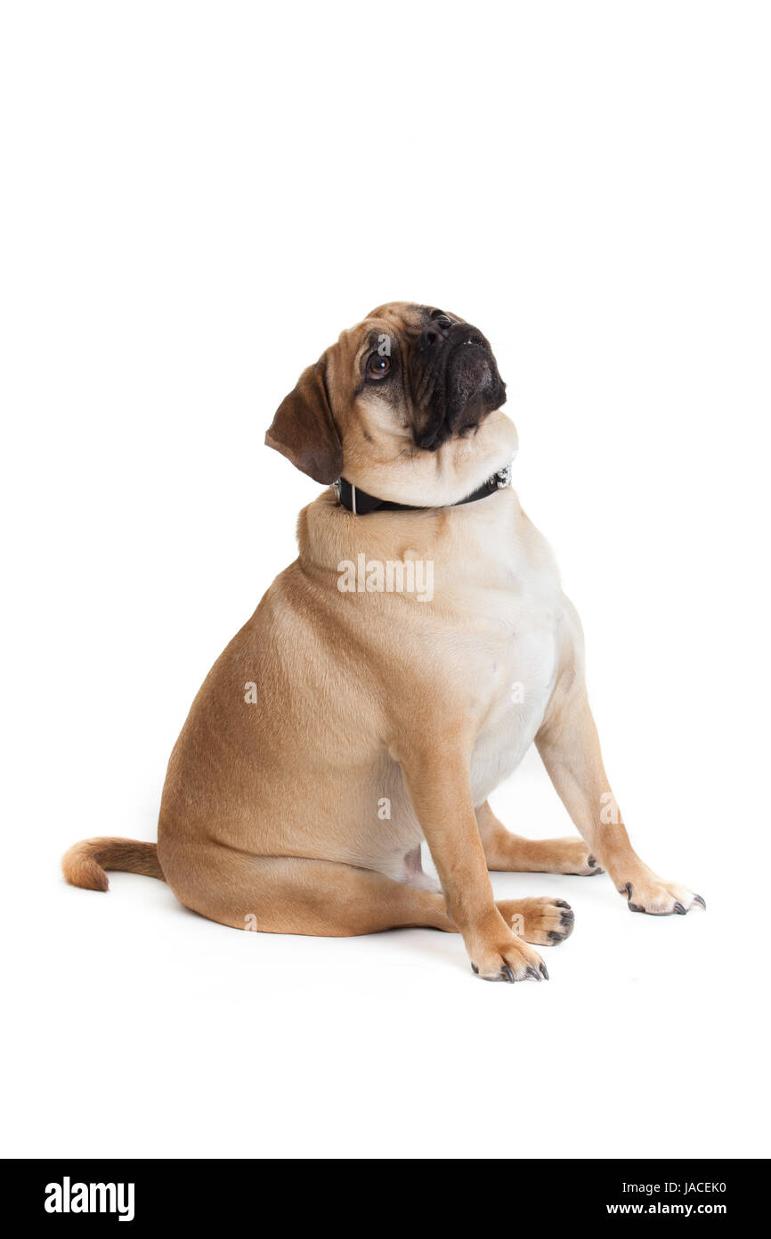 Beau chien Banque D'Images