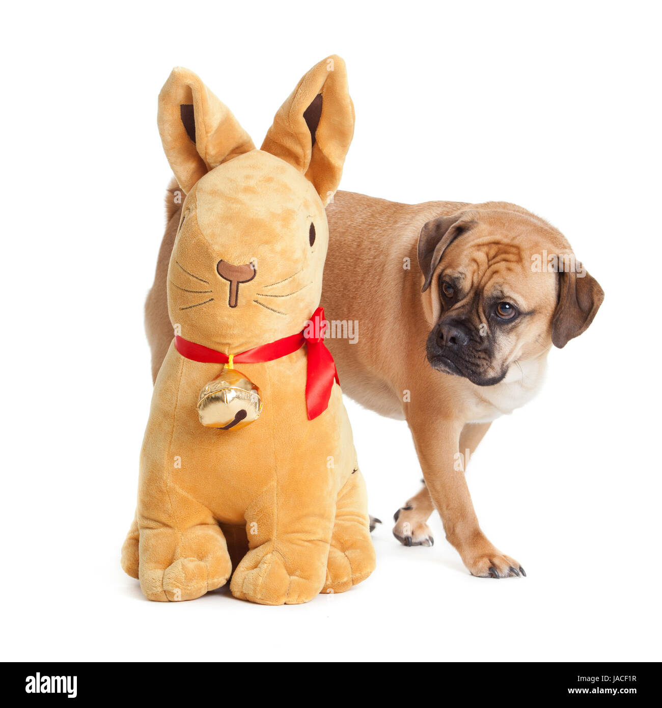 Beau chien Banque D'Images
