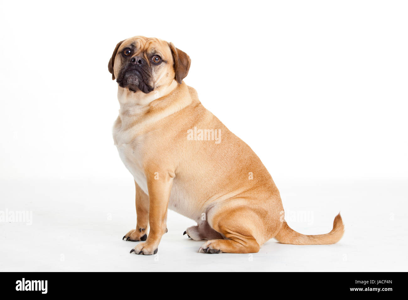 Beau chien Banque D'Images Beau chien Banque D'Images