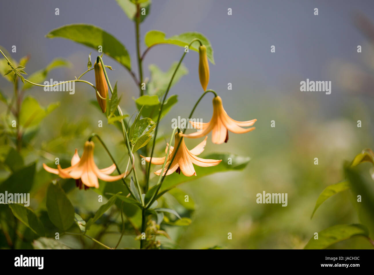 Le lis tigré sauvage par le lac. Isolé sur un arrière-plan flou. Banque D'Images
