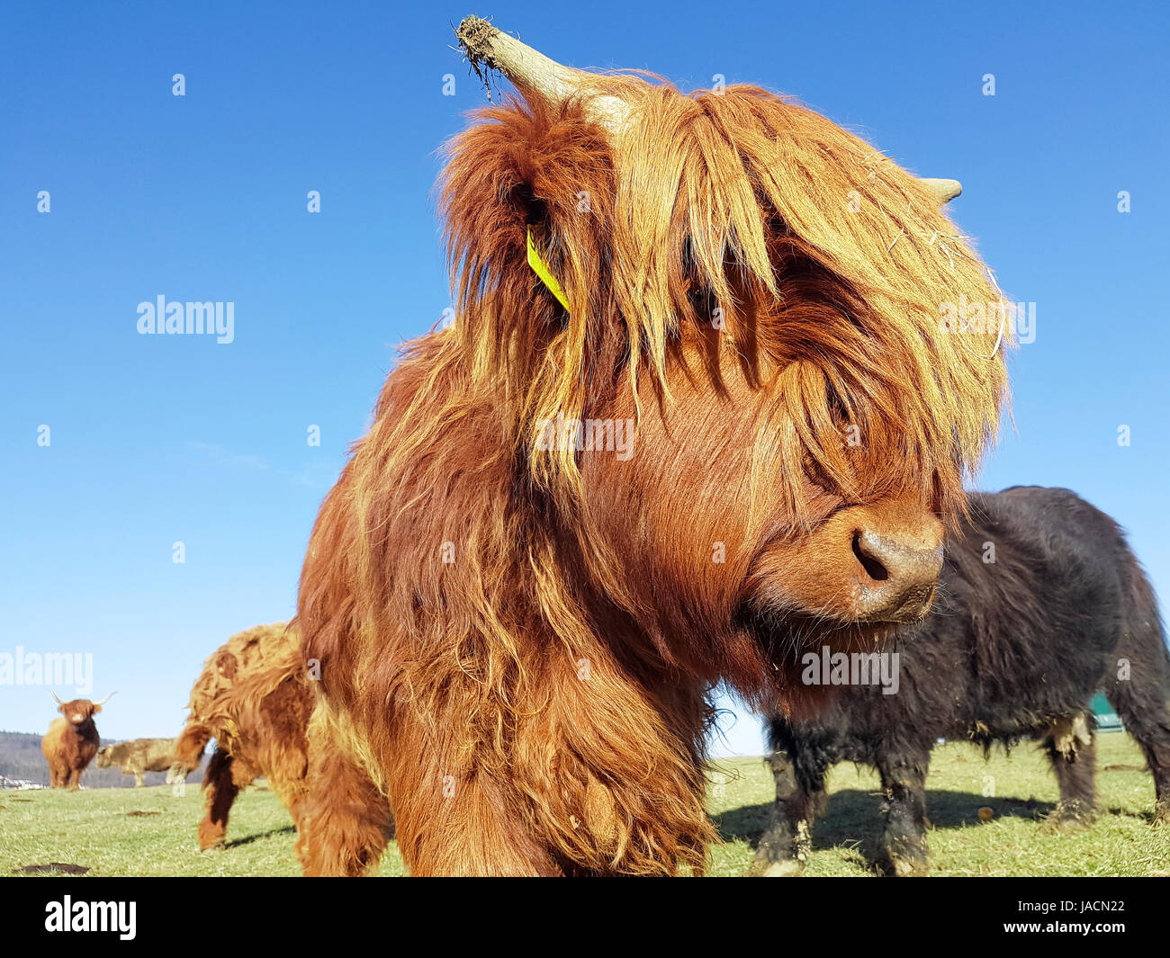 Close up of g veau Highland cattle dans un pré vert qui essaie de consulter sa tête de cheveux. Banque D'Images