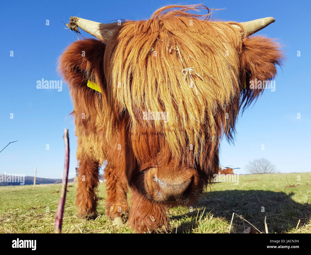 Close up of grass highland vache dans un pré vert qui essaie de consulter sa tête de cheveux. Banque D'Images
