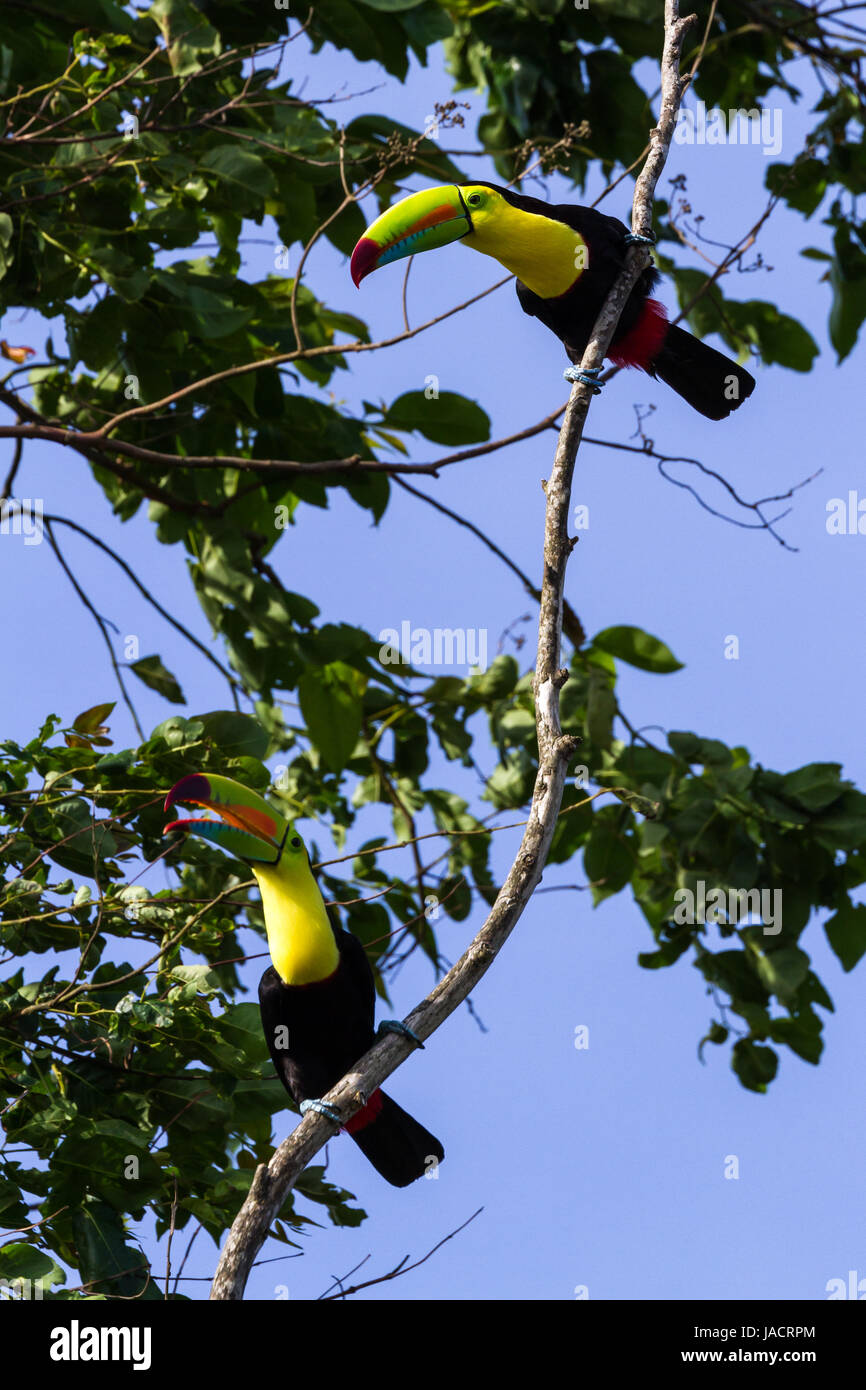 Quille sauvages facturés des toucans au Costa Rica avec des couleurs vives sur leur poitrine et factures. Banque D'Images