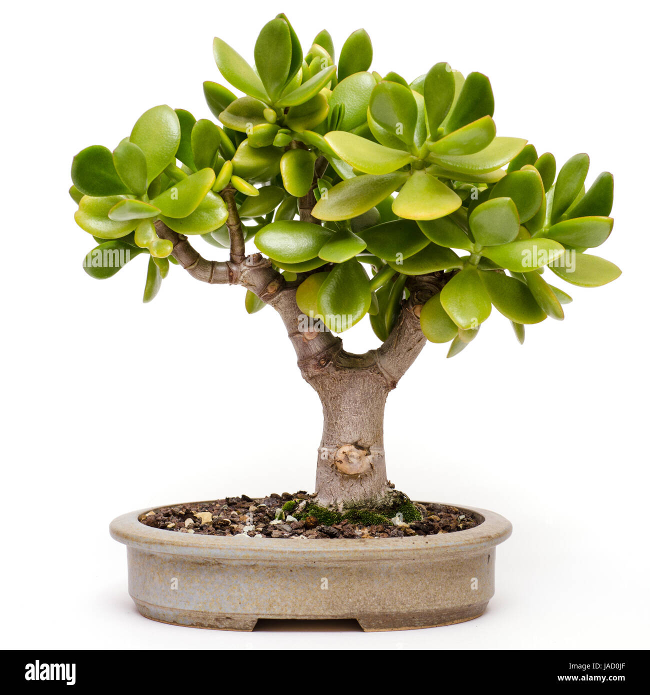 Crassula ovata dans Bonsaischale Bonsai-Baum als eines Banque D'Images