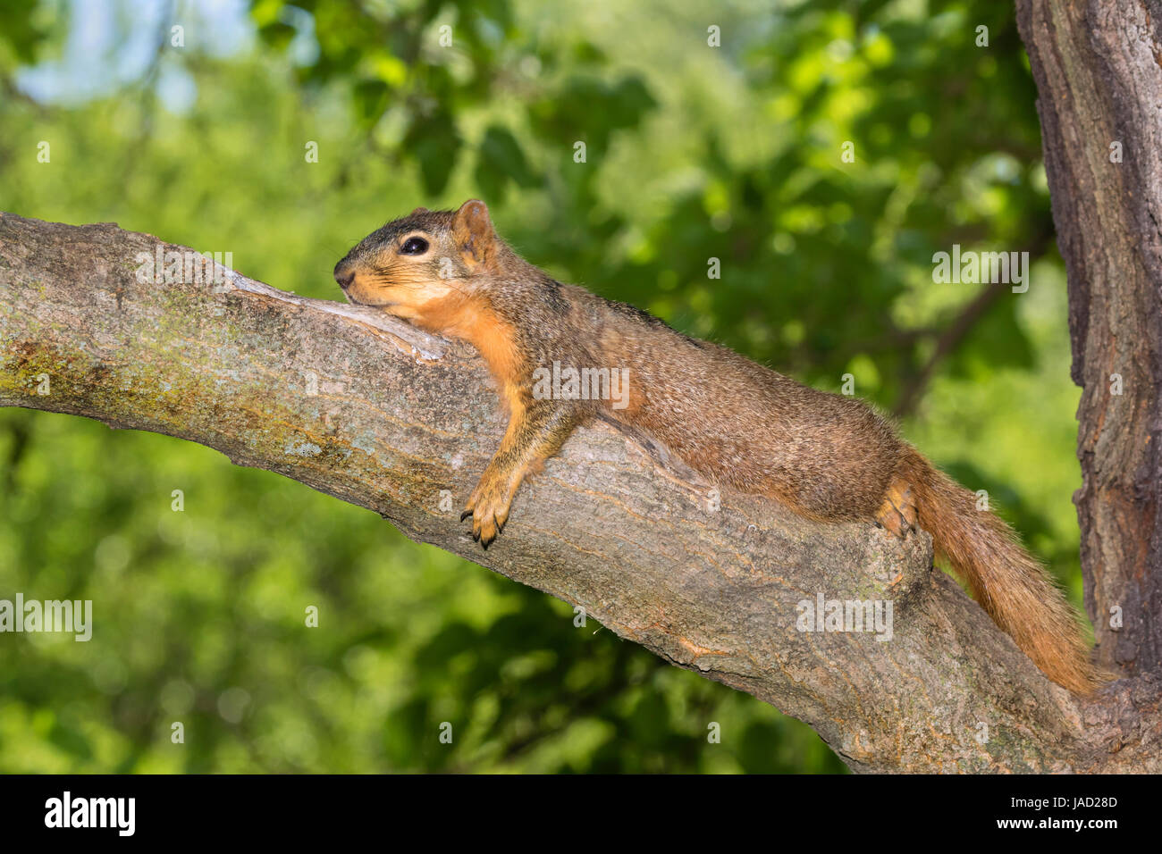Fox écureuil roux (Sciurus Nigéria) reposant à l'ombre sur la branche d'arbre pendant une chaude journée d'été, Ames, Iowa, USA Banque D'Images