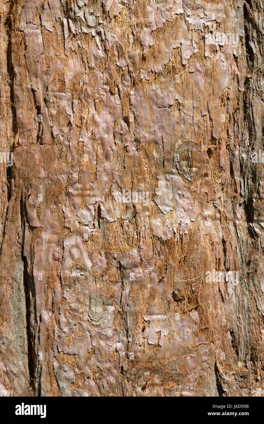 Modèle biologique, écorce d'arbre séquoia géant , texture Banque D'Images