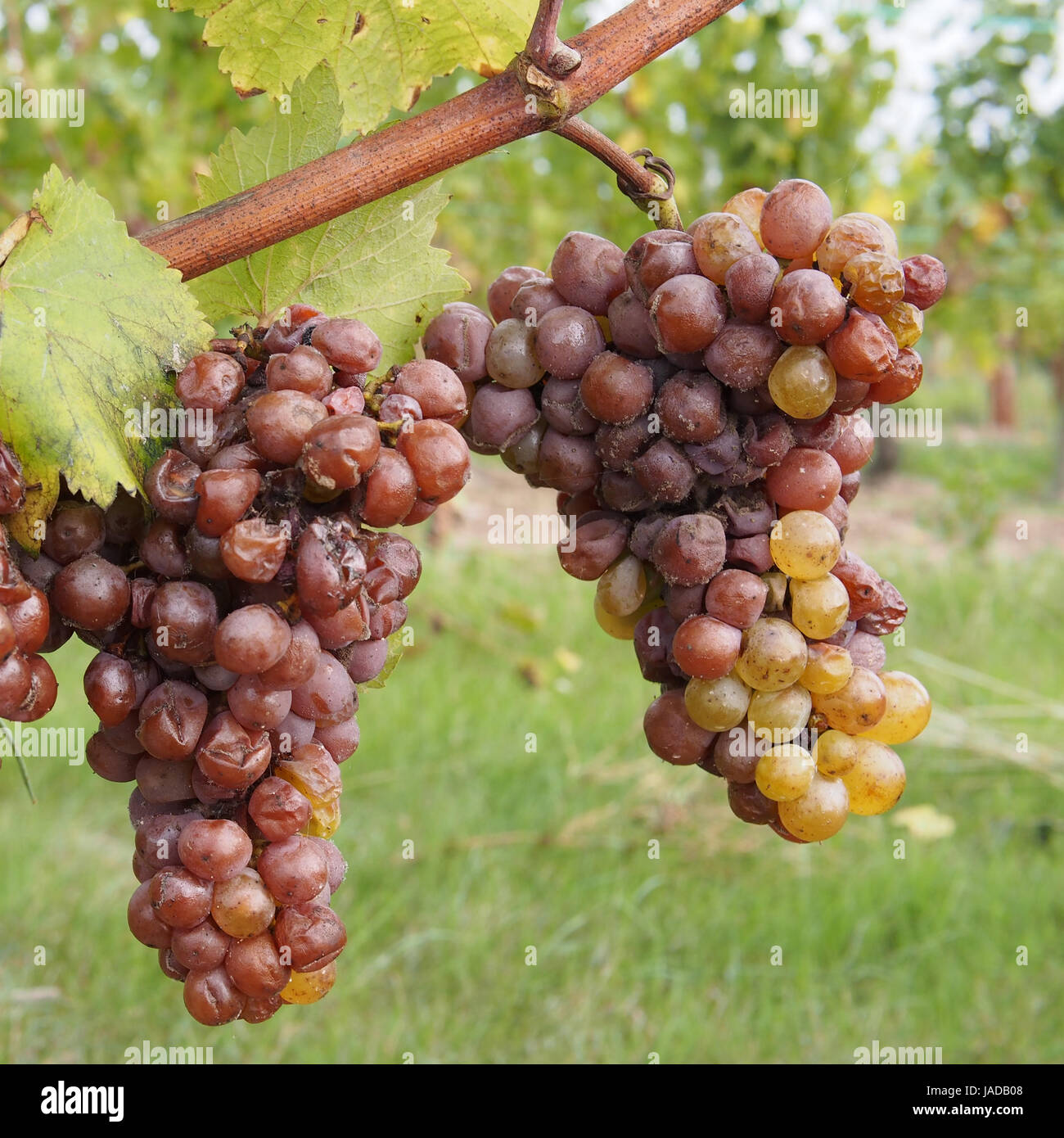 La pourriture noble est un avantageux sous forme d'un champignon gris Botrytis cinerea, il produit des vins concentrés et fine Banque D'Images