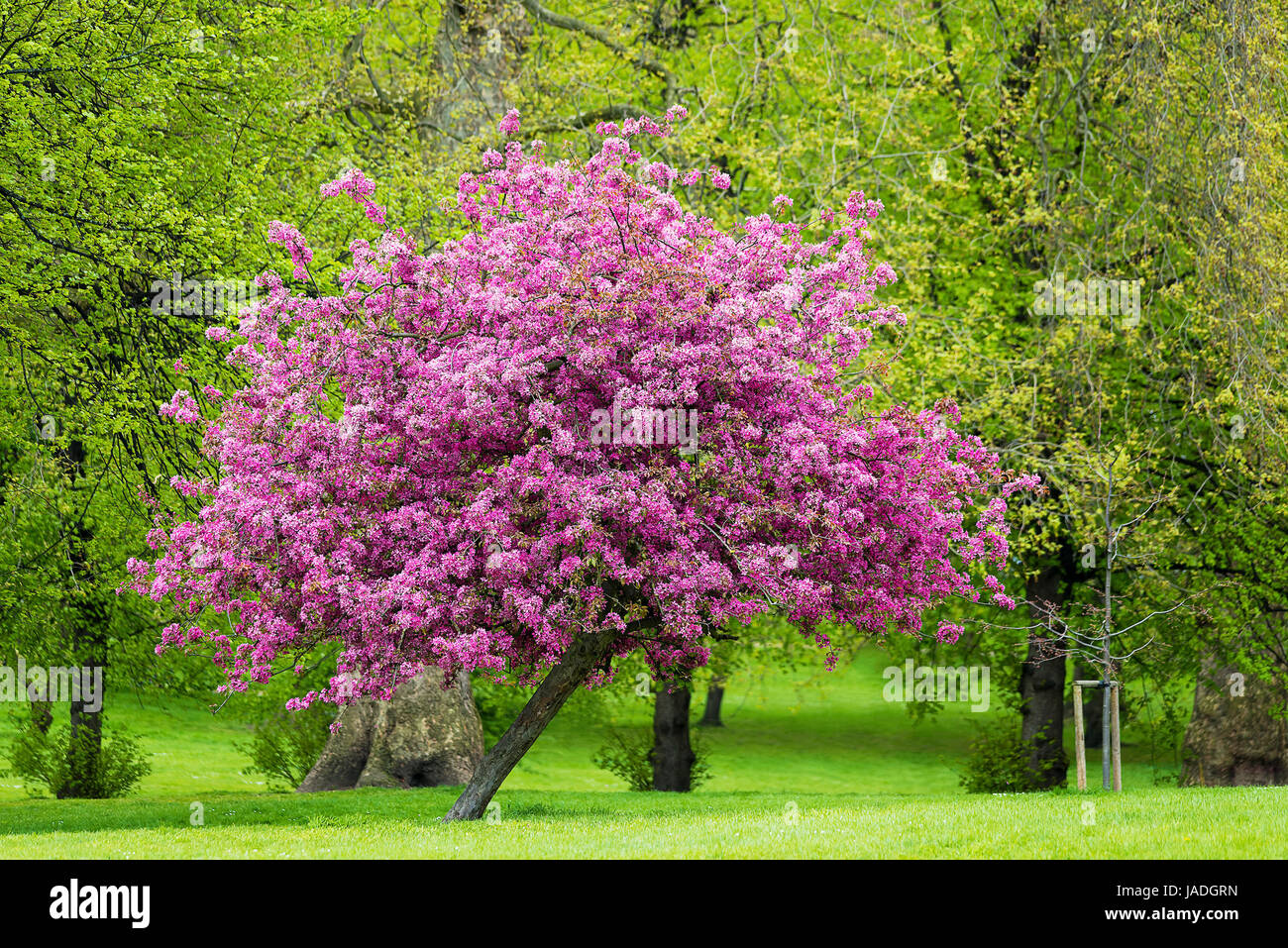 Rose fleur arbre dans un parc, la saison du printemps Banque D'Images