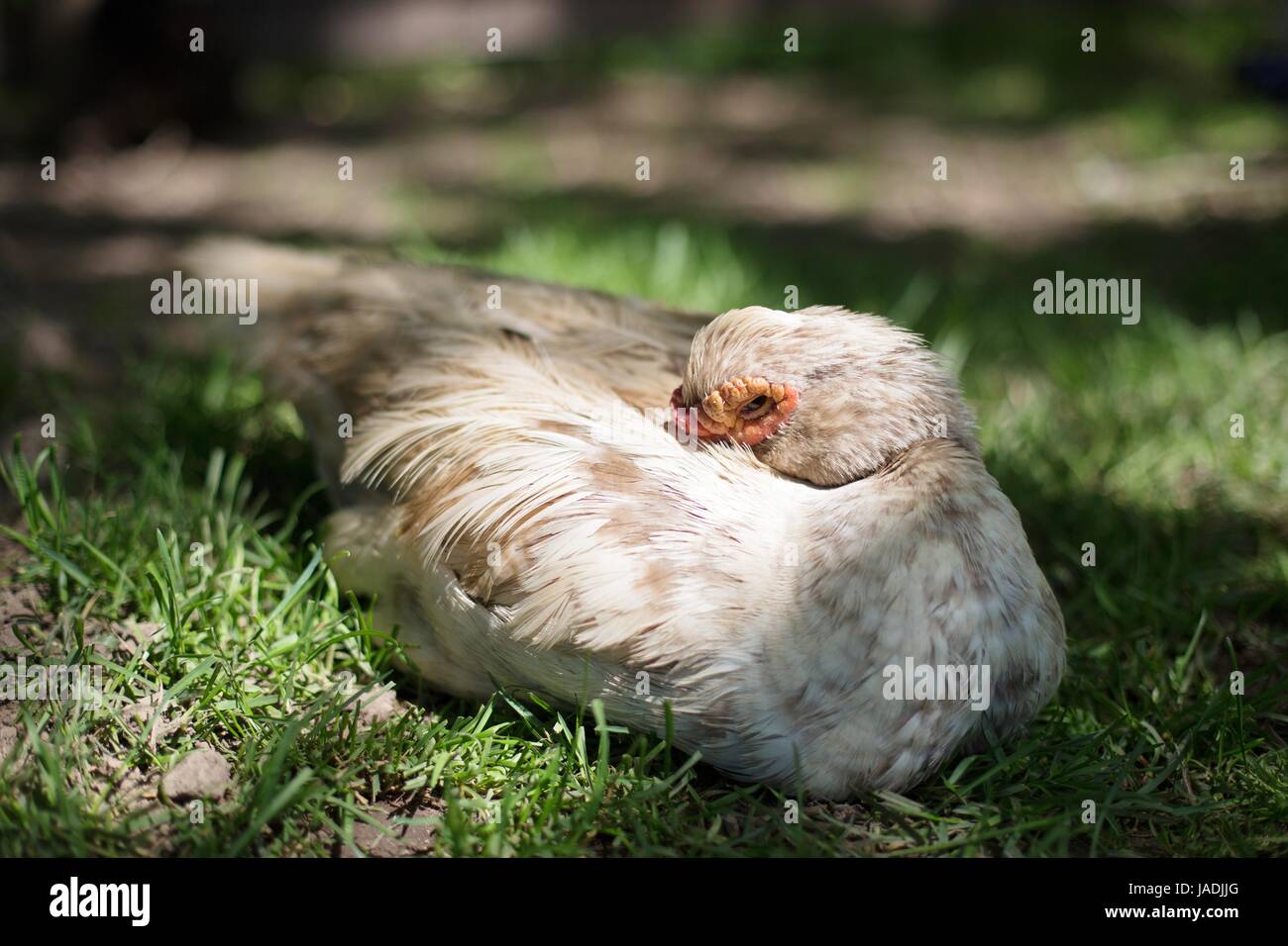 Un canard dormir avec la tête rentrée dans son aile. Banque D'Images