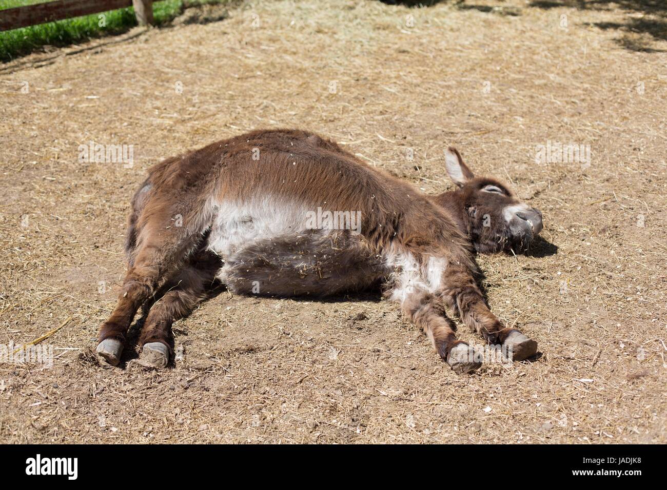 Un mini âne dormir sur le côté au soleil. Banque D'Images