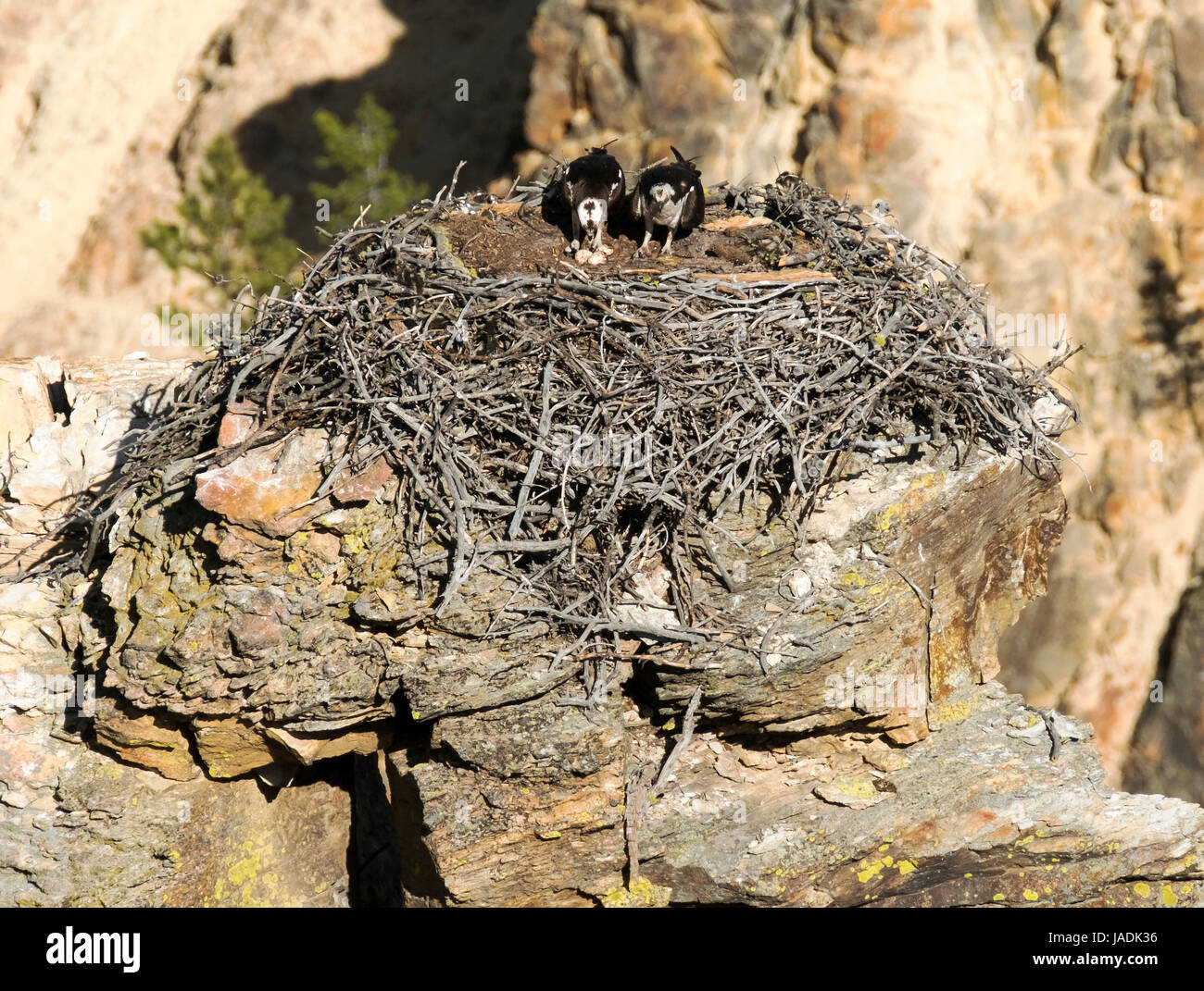 Osprey Pandion haliaetust : Paire d'Osprey assis sur leur nid contenant trois oeufs à côté de la rivière Yellowstone, le Parc National de Yellowstone au Wyoming Banque D'Images