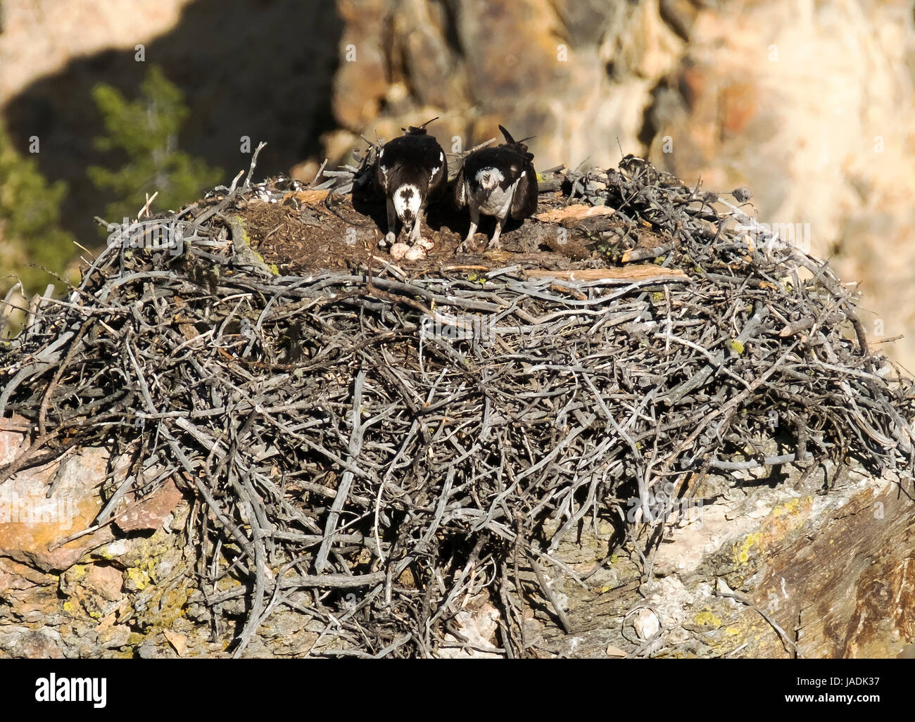 Osprey Pandion haliaetust : Paire d'Osprey assis sur leur nid contenant trois oeufs à côté de la rivière Yellowstone, le Parc National de Yellowstone au Wyoming Banque D'Images