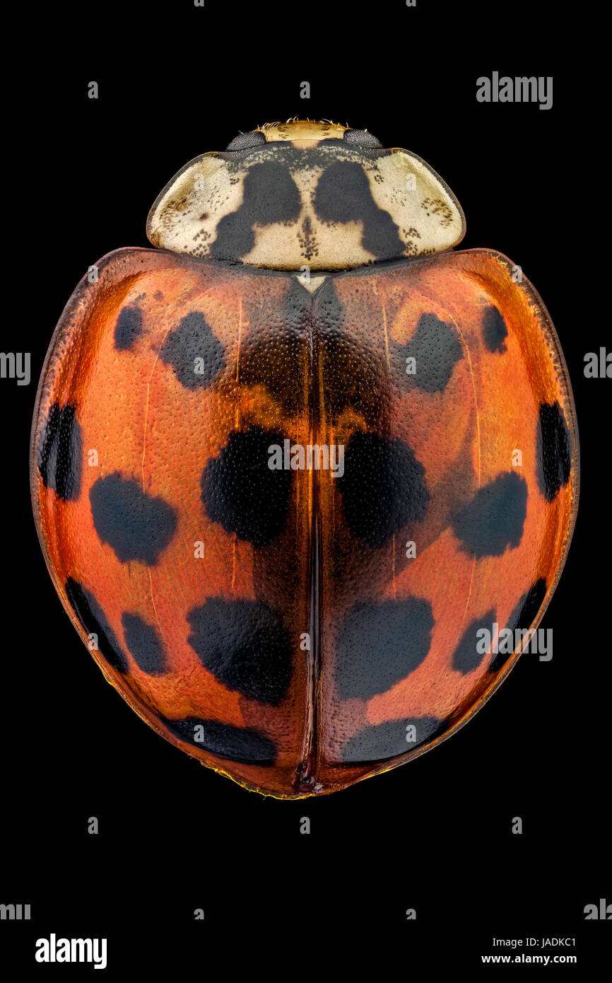 Vue de dessus d'une coccinelle asiatique multicolore. Banque D'Images