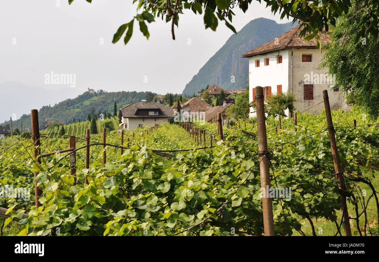 Route des vins du Tyrol du sud Banque D'Images