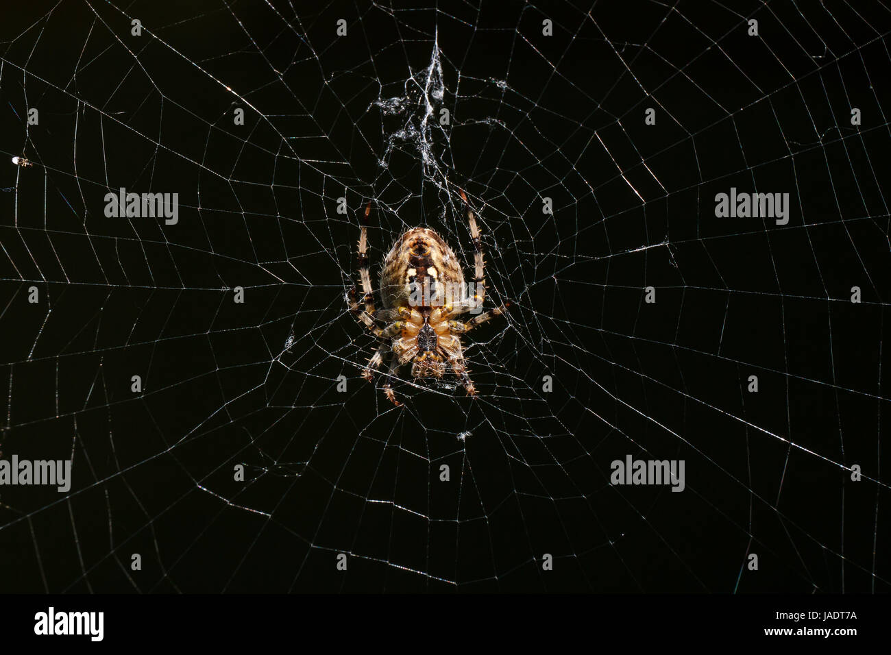 2013-09-04 - spider-07 Banque D'Images