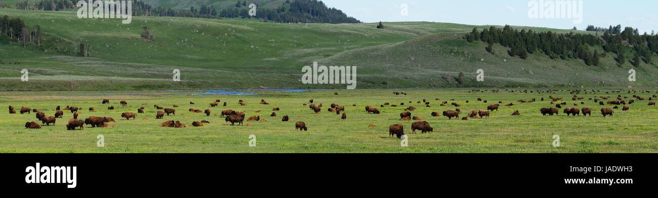 Vue panoramique sur le pâturage des troupeaux de bisons : American Bison (Bison bison), Lamar Valley, le Parc National de Yellowstone, Wyoming, USA. Banque D'Images