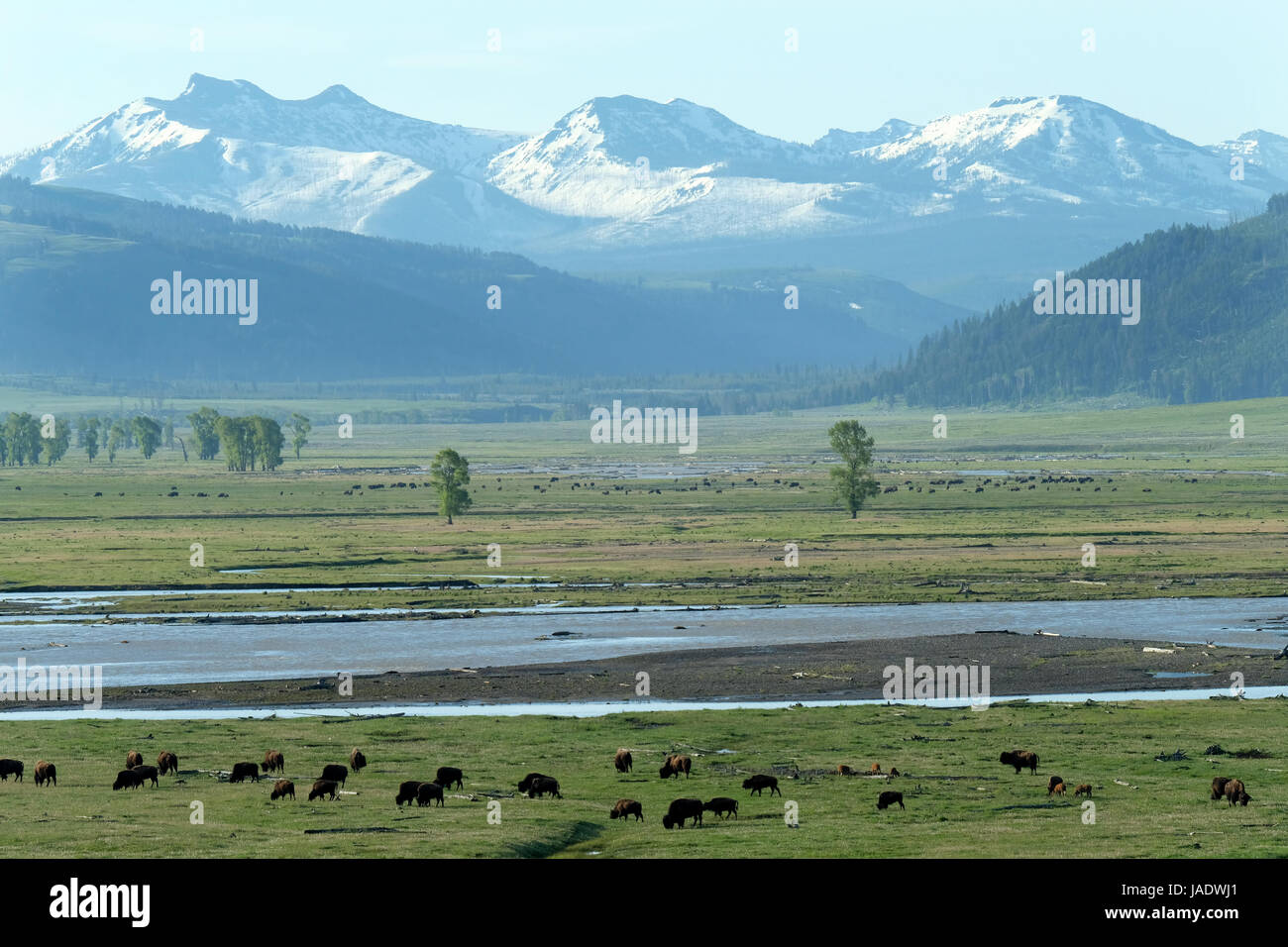 Troupeau de bisons, Bison d'Amérique (Bison bison), Lamar Valley, le Parc National de Yellowstone, Wyoming, USA. Banque D'Images