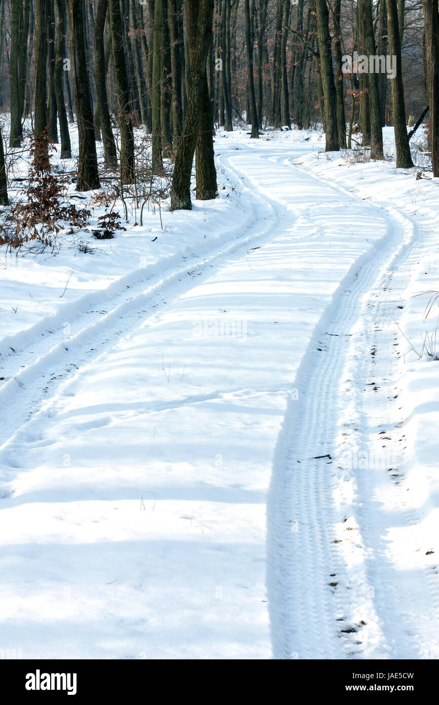 Route d'hiver dans la forêt de chêne Banque D'Images