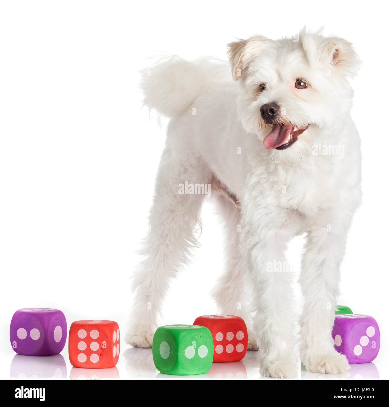 Beau chien blanc Banque D'Images Beau chien blanc Banque D'Images
