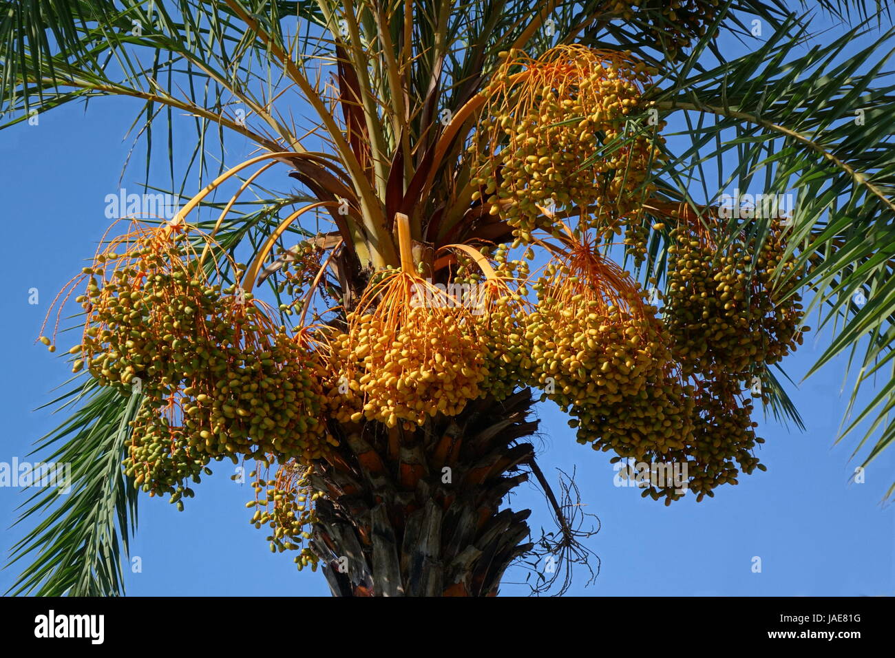 Areca ou noix de bétel (Areca catechu palmier) avec des fruits mûrs Banque D'Images
