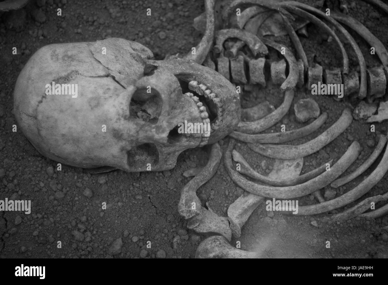 Des fouilles archéologiques d'une ancienne de l'homo sapiens l'homme de Neandertal raisonnable et squelette os crâne humain Banque D'Images